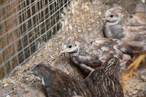 Chinese dwergkwartels 2025, Dieren en Toebehoren, Vogels | Kanaries, Mannelijk