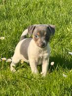 Chiots Blue Jack Russell, Parvovirose, Jack Russel Terrier, Plusieurs, Belgique