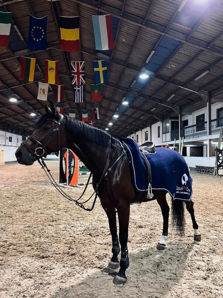 Allround springmerrie van 2015 - Canturano I x Laval I, Dieren en Toebehoren, Paarden, Merrie