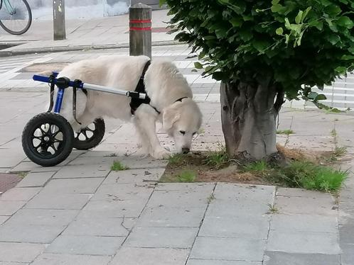 Walkin'Wheels - Adjustable wheelchair for pets, Dieren en Toebehoren, Overige Dieren-accessoires, Gebruikt, Ophalen of Verzenden