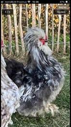 USA ziijdehoen - haan, Dieren en Toebehoren, Pluimvee