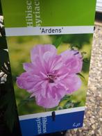 Hibiscus, Tuin en Terras, Ophalen