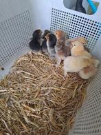 Brahma kuikens, Dieren en Toebehoren, Pluimvee, Meerdere dieren, Kip