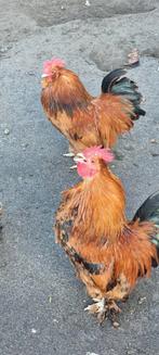 Krielhanen / sierkippen te koop – mooi gekleurd en gezond