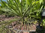 Trachycarpus princeps x nanus, Tuin en Terras, Ophalen of Verzenden, Lente, Minder dan 100 cm, Palmboom