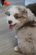 Mini American Shepherd - Mini Aussie, Dieren en Toebehoren, Honden | Herdershonden en Veedrijvers, Parvo, België, Particulier