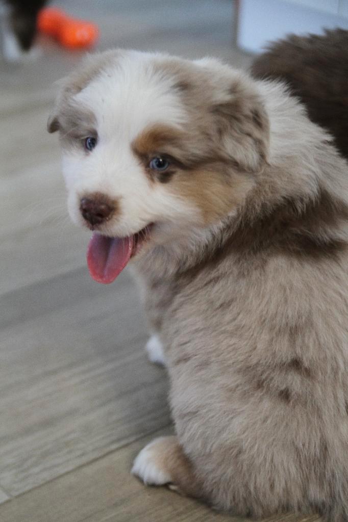 Mini American Shepherd - Mini Aussie, Dieren en Toebehoren, Honden | Herdershonden en Veedrijvers, Meerdere dieren, Overige rassen