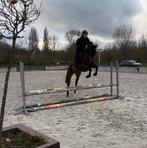 3,5 jarige ruin te koop, Dieren en Toebehoren, Springpaard, Gechipt, Ruin, Zadelmak