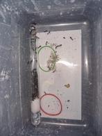 Camponotus sylvaticus 1q 70-120w | fourmis, colonies de four, Fourmis