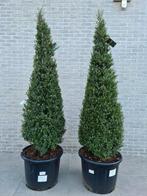 Ilex Crenata - Japanse hulst piramide, Enlèvement