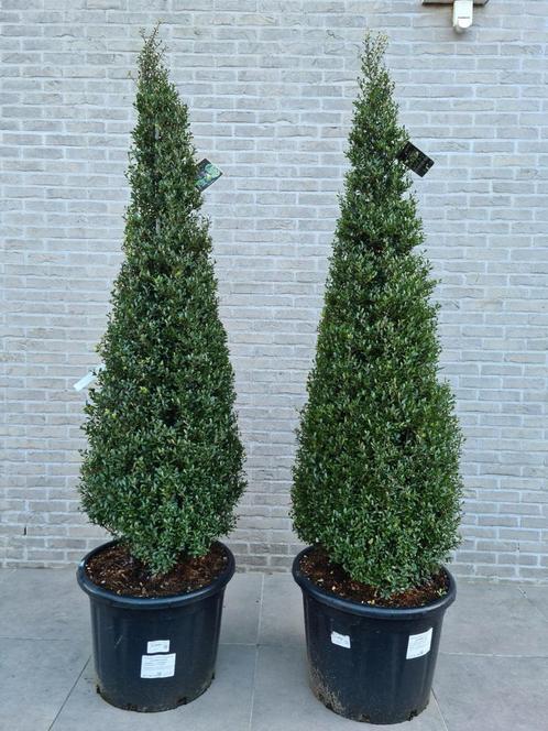 Ilex Crenata - Japanse hulst piramide, Jardin & Terrasse, Plantes | Jardin, Enlèvement