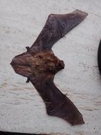 opgezette vleermuizen, Enlèvement ou Envoi