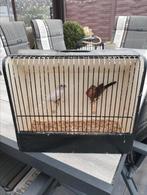 Koppel split opaal x opaal 2025, Dieren en Toebehoren, Vogels | Overige Vogels, Geringd