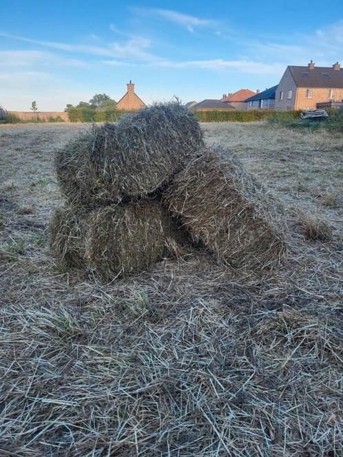 Kleine balen hooi eerste snede paarden hooi stofvrij, Dieren en Toebehoren, Dierenvoeding, Vee, Ophalen