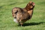 Aracanna kippen gezocht, Dieren en Toebehoren, Meerdere dieren, Kip