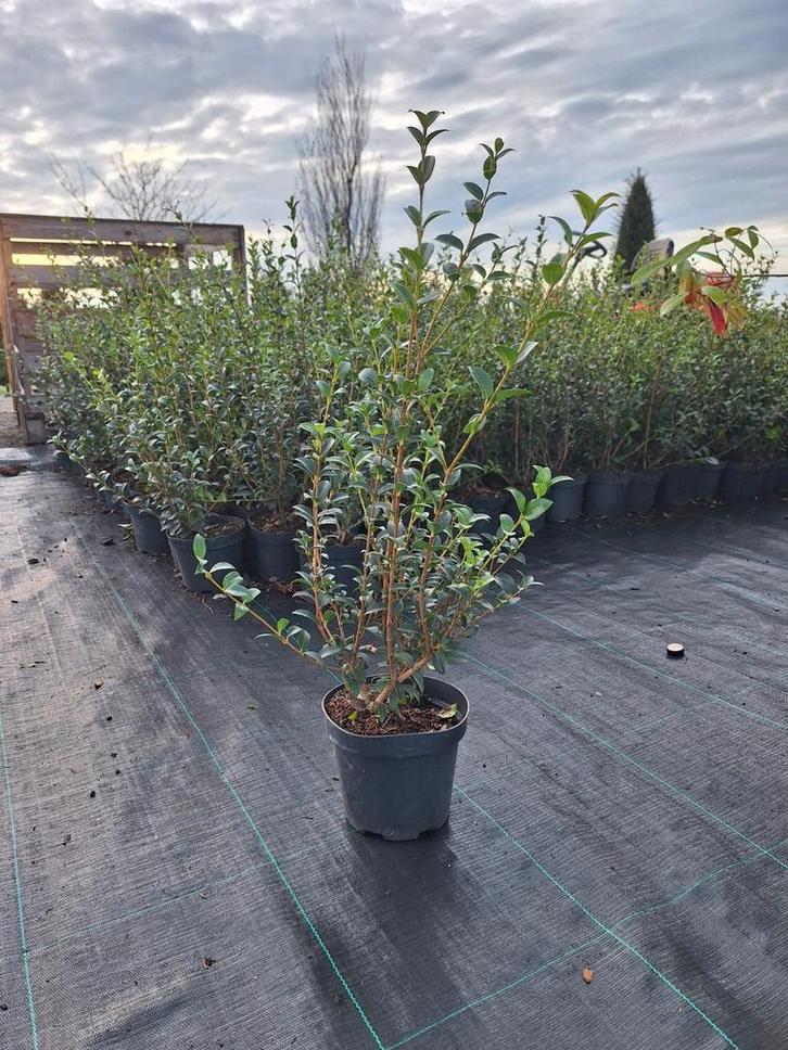 ‼️osmanthus Burkwoodii aan promoprijzen ‼️, Jardin & Terrasse, Plantes | Arbustes & Haies, Taxus, Enlèvement