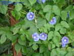 klimopbladige ipomea-zaden (ipomea hederacea), Ophalen of Verzenden, Voorjaar, Volle zon, Zaad