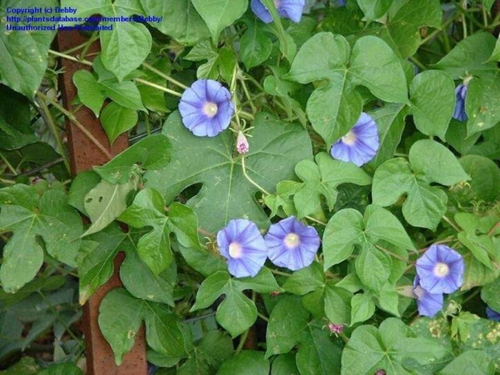 graines d'ipomée à feuilles de lierre (ipomea hederacea), Jardin & Terrasse, Bulbes & Semences, Graine, Printemps, Plein soleil