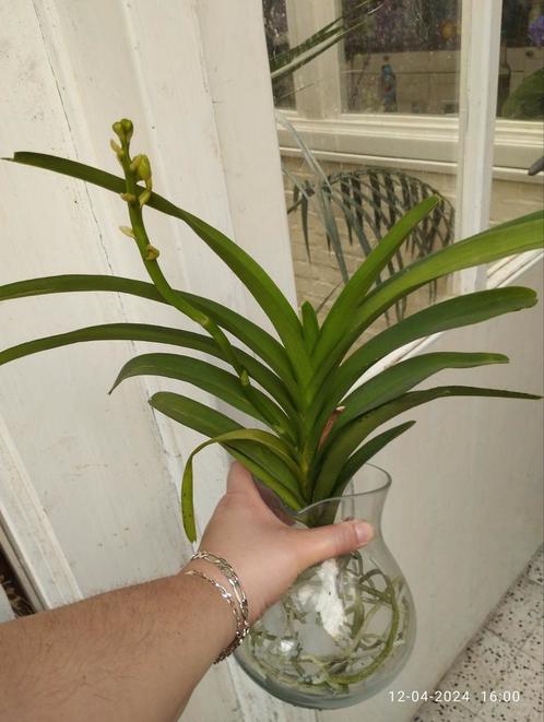 Vanda orchidee , speciale orchidee, Maison & Meubles, Plantes d'intérieur, Plante à fleurs, Enlèvement ou Envoi