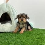 Chiot Yorkshire Terrier - petite taille, Animaux & Accessoires, Chiens | Jack Russell & Terriers, Yorkshire Terrier, Parvovirose