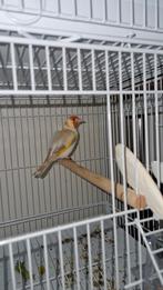 Koppel distelvinken te koop