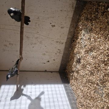 Te koop koppel witwang gaailijsters 2025 beschikbaar voor biedingen