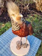 Opgezette goudfazant, Enlèvement, Utilisé, Oiseaux, Animal empaillé