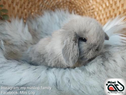 Raszuiver baby minilop konijn ram (transport mogelijk), Dieren en Toebehoren, Konijnen, Dwerg, Mannelijk, 0 tot 2 jaar, Hangoor