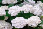 Hydrangea macrophylla  (Hortensia), Tuin en Terras, Planten | Tuinplanten, Ophalen, Zomer, Vaste plant, Halfschaduw