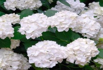 Hydrangea macrophylla  (Hortensia) beschikbaar voor biedingen