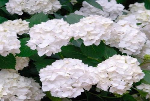 Hydrangea macrophylla  (Hortensia), Tuin en Terras, Planten | Tuinplanten, Vaste plant, Halfschaduw, Zomer, Ophalen