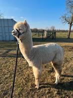 Wit merrie alpaca veulen te koop