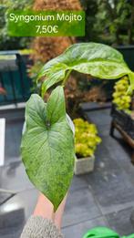 Syngonium Mojito, Ophalen of Verzenden