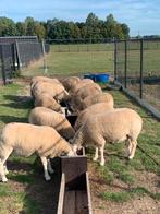Schapen tekoop, Dieren en Toebehoren, Schapen, Geiten en Varkens