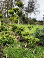 Buis de toutes formes de taille, âgés de plus de 20 ans, Jardin & Terrasse, Plantes | Arbres, Enlèvement