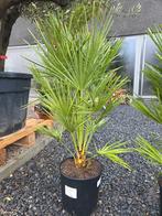 Europese dwergpalm - Chamaerops Humilis, Jardin & Terrasse, Plantes | Jardin, Enlèvement