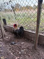 Haantje, Dieren en Toebehoren, Mannelijk, Kip