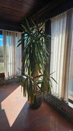 Reuze Yucca, Huis en Inrichting, Kamerplanten, Ophalen, Yucca