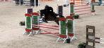 Top springpaard Zangersheide, Hengst