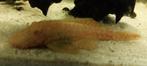 Albino ancistrus mannetje  weg wegens kweek ouders, Animaux & Accessoires