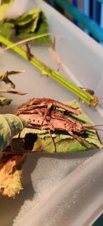 Wandelende takken - Tisamenus deplanatus "Ilocos", Dieren en Toebehoren, Wandelende tak