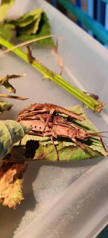Wandelende takken - Tisamenus deplanatus "Ilocos" beschikbaar voor biedingen