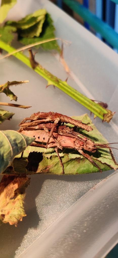 Wandelende takken - Tisamenus deplanatus "Ilocos", Dieren en Toebehoren, Insecten en Spinnen, Wandelende tak