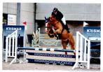 Paardrijlessen en trainen van paarden, Dieren en Toebehoren