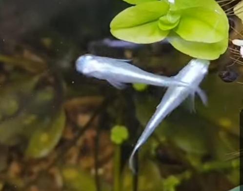 Volwassen Medaka Platinum White Miyuki - Japanse rijstvis, Dieren en Toebehoren, Vissen | Aquariumvissen, Zoetwatervis, Vis, Schoolvis