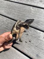2 waterschildpadden [muskusschildpadden], Dieren en Toebehoren, Reptielen en Amfibieën, Schildpad, Tam, 3 tot 6 jaar