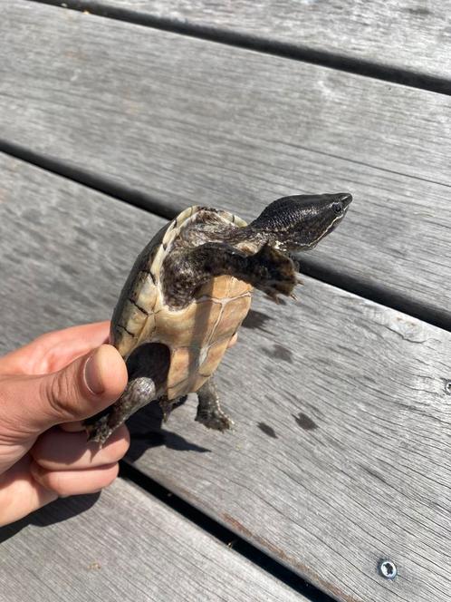 2 waterschildpadden [muskusschildpadden], Dieren en Toebehoren, Reptielen en Amfibieën, Schildpad, 3 tot 6 jaar, Tam
