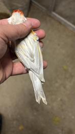 Zoek Putter x kanarie lichte kleuren, Mâle, Bâtard