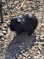 2 zwarte cavias (man), Dieren en Toebehoren