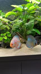 Discus vis discussen, Vis